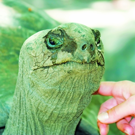 seychellerne - la digue_skildpadde_01