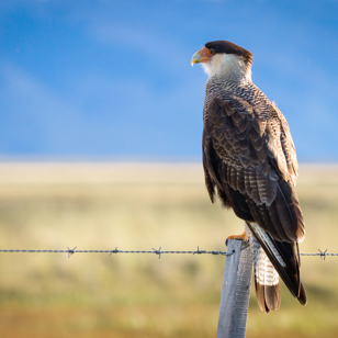 argentina - patagonien_caracara_fugl_01