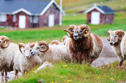 Igaliku Faar Ss 2510525831 (1)