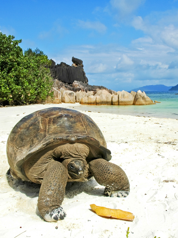 seychellerne - praslin_skildpadde_01