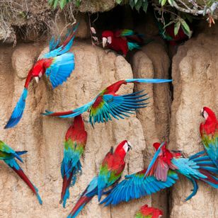 Ecuador Papegøjer Lerklint