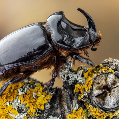 Næsehornbille, Small Five