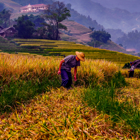 burma - burma_rismarker_01