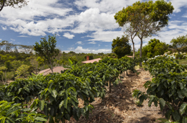 costa rica - kaffeplantage_udsigt_02