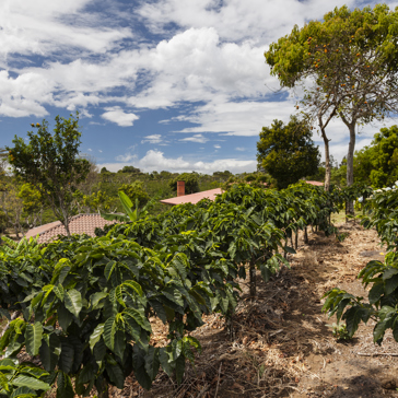 costa rica - kaffeplantage_udsigt_02