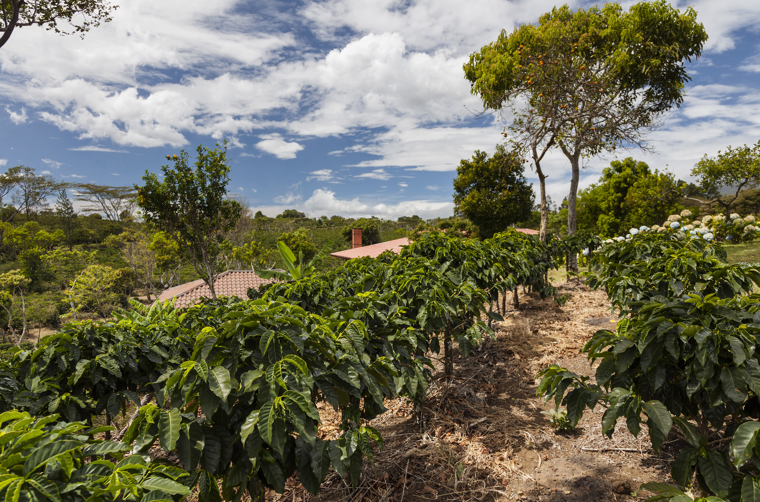 costa rica - kaffeplantage_udsigt_02