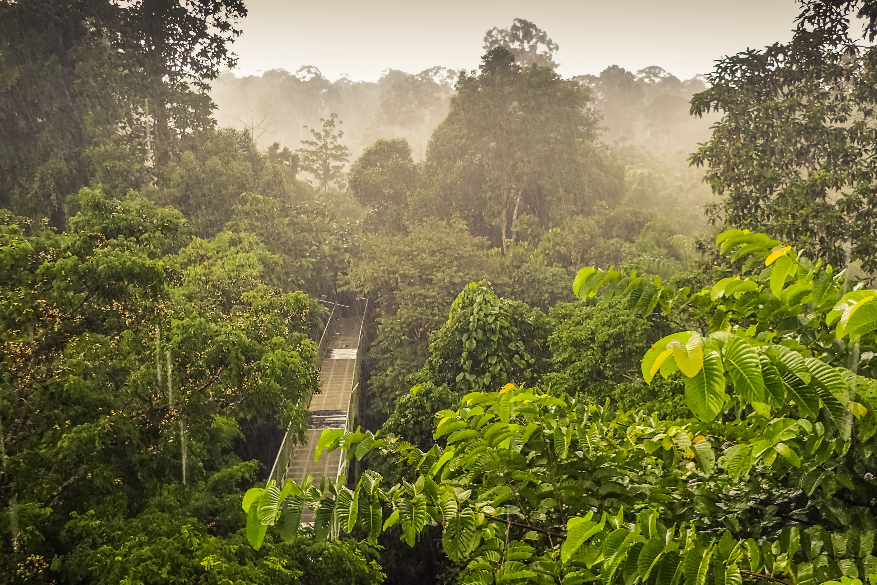 Borneo Sepilok Canopy Walk 01