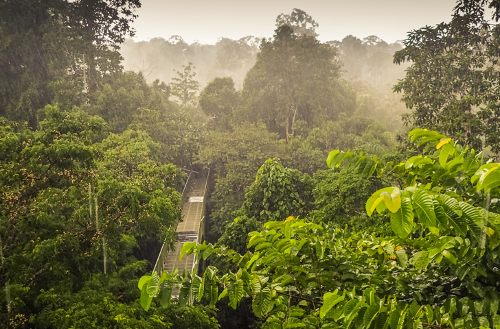 Borneo Sepilok Canopy Walk 01
