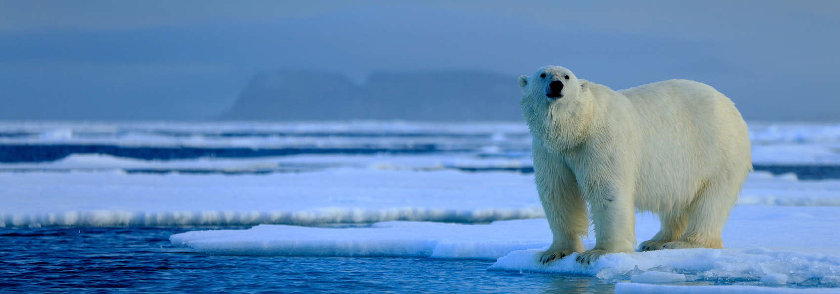 norge - Svalbard_isboern_01