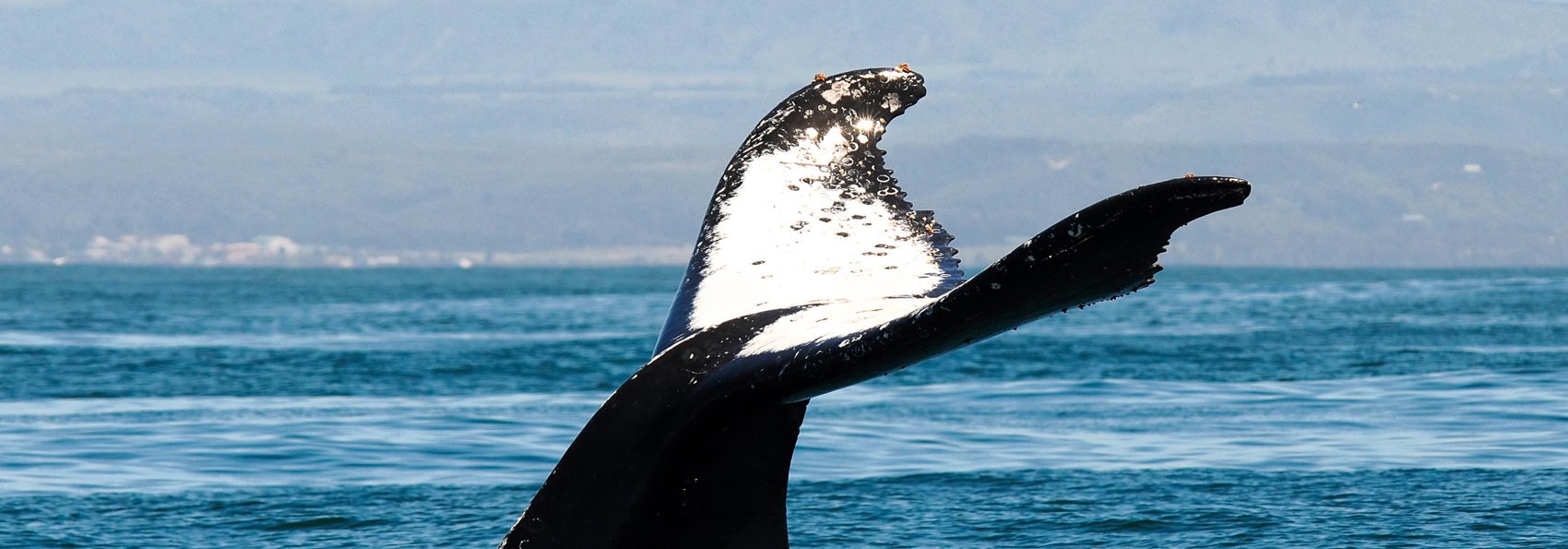 sydafrika - plettenburg bay_hval_hale_03