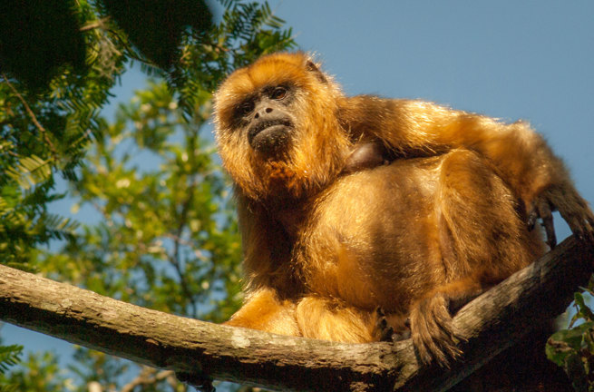 Esteros Del Ibera Brøleabe GT899614340