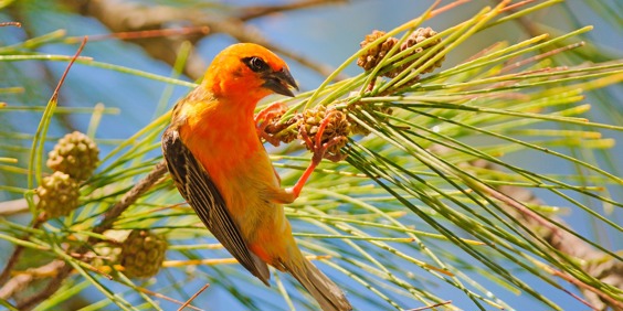 andasibe_red fody_fugl_01