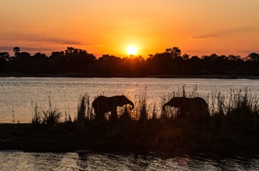 Sydafrika Rovos Rail Udsigt Elefanter Solnedgang