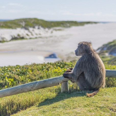 sydafrika - kap det gode haab_bavian_03