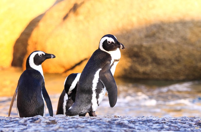sydafrika - cape town_boulders beach_pingvin_06