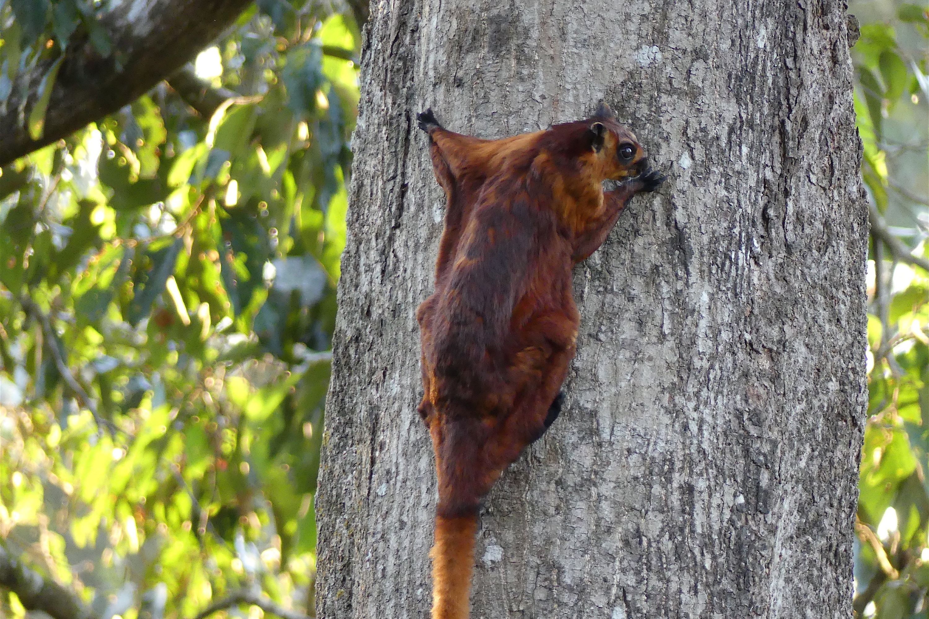 Sabah Sandakan Rainforest Discovery Centre Kæmpe Egern