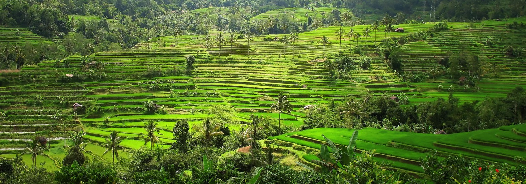 bali - ubud_rismark_10