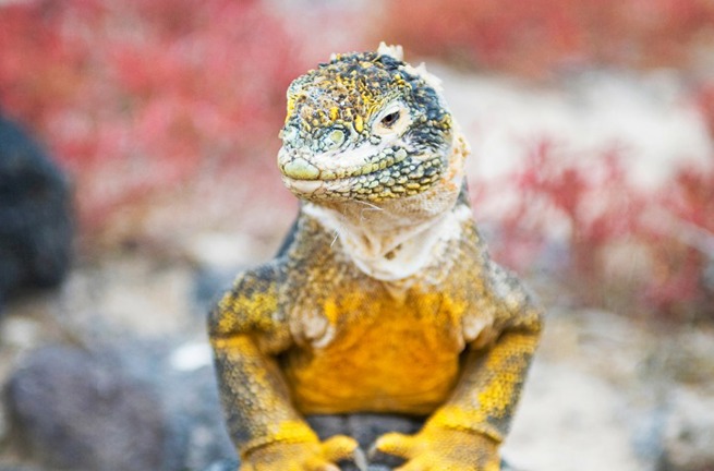 galapagos_leguan_05
