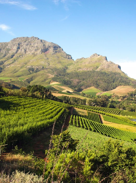 sydafrika - franschhoek_vinmark_01