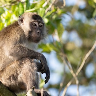 Utan Rainforest Lodge Langhalet Makakabe
