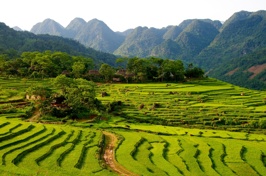 vietnam - pu luong_rismark_01