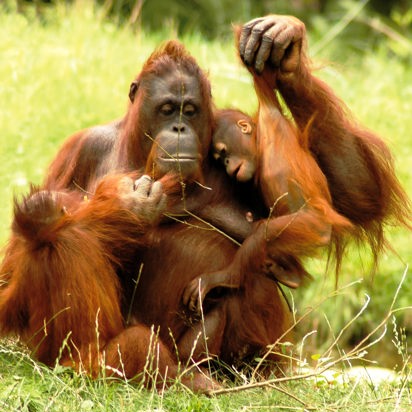 malaysia/borneo - borneo_orangutang_mor_baby_01