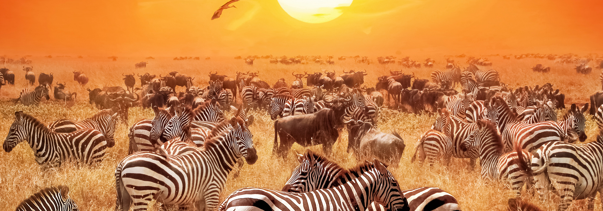 kenya_masai_mara_zebra_01