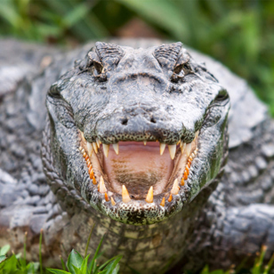 costa rica - palo verde national park_krokodille_01