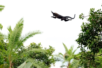 Uganda Bigodi Swamp Red Colobu Mid Air 2399973263