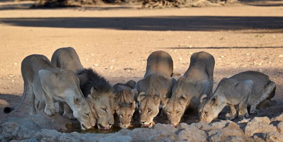 Kgalagadi Transfrontier Park 