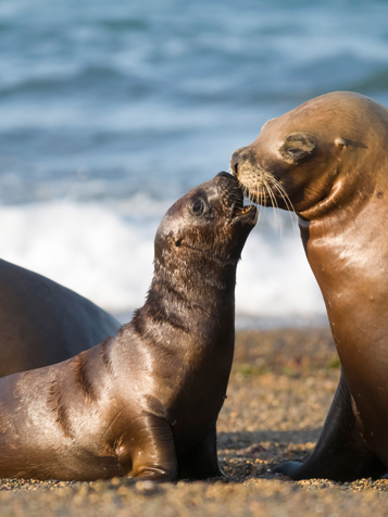 Puerto Madryn Valdes Søløver 1029596416