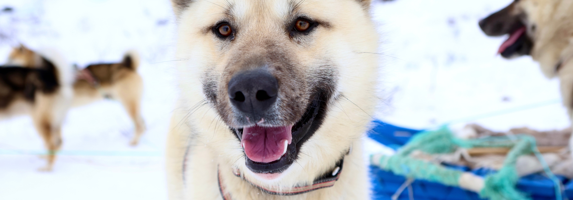 Sisimiut Slædehund Nærbillede 2449369447
