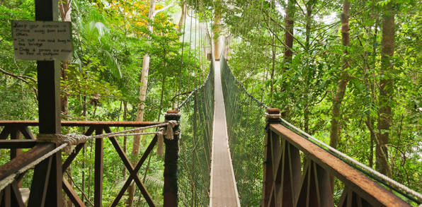 FRIM er udgjort af 11 tårne og 8 broer blandt trækronerne