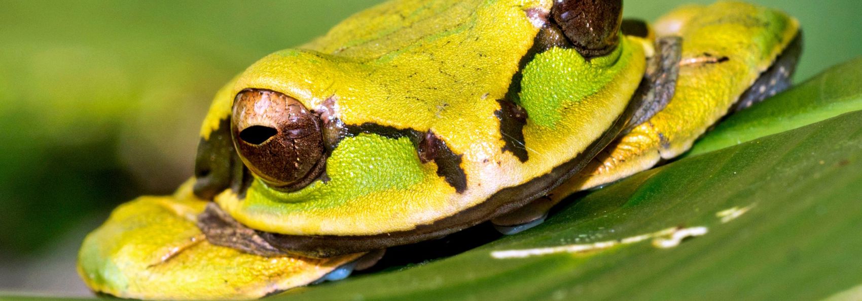 Costa Rica Osa Peninsula Corcovado National Park New Granada Cross Banded Tree Frog Smilisca Phaeota Tropical Rainforest