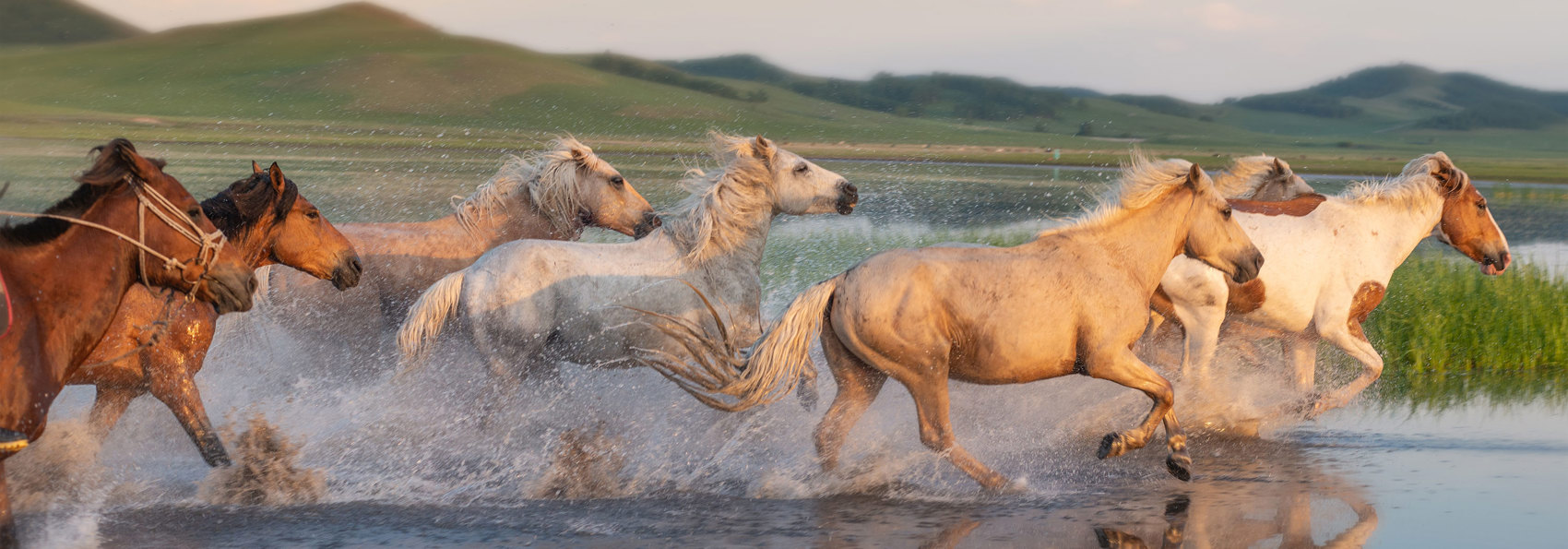 Mongoliet Løbende Heste