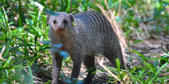 Striped Mongoose Stribet Desmerdyr 01