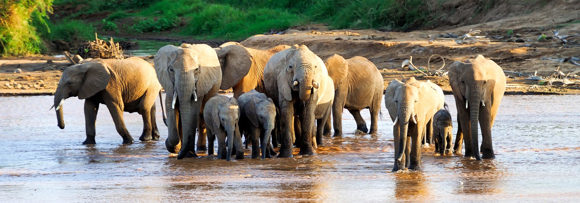 sydafrika - elephant national park_elefant_05