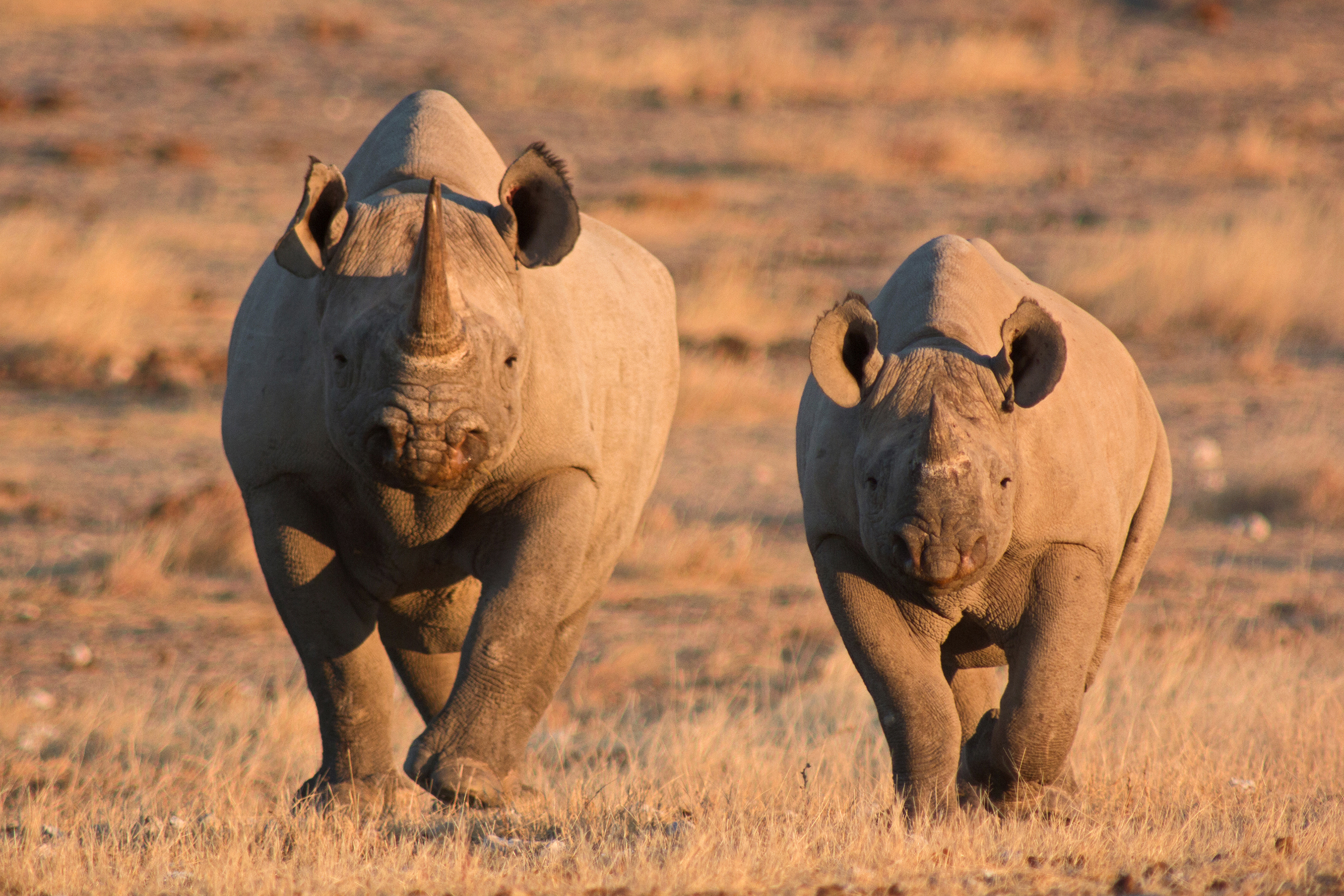 etosha_nationalpark_naesehorn_03