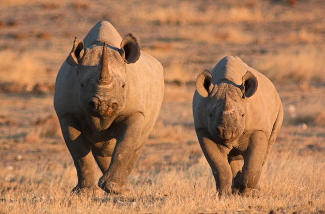etosha_nationalpark_naesehorn_03