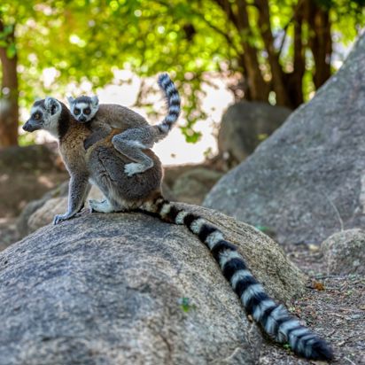Madagaskar Ringhalet Lemur Med Unge På Ryggen