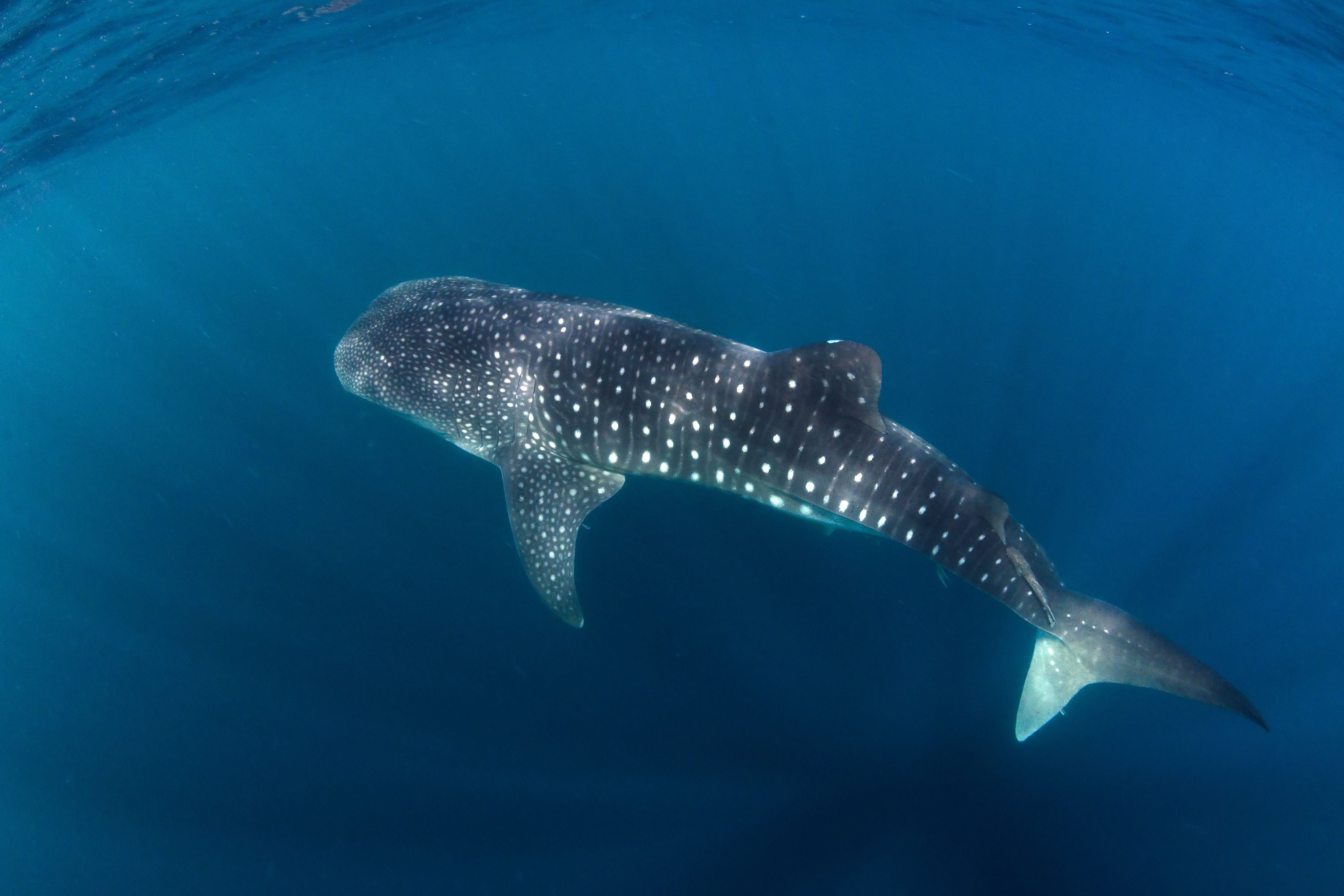 Costa Rica Osa Peninsula Corcovado Large Whaleshark In Pacific Ocean