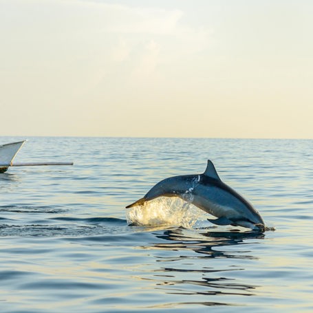 bali - lovina_delfin_01