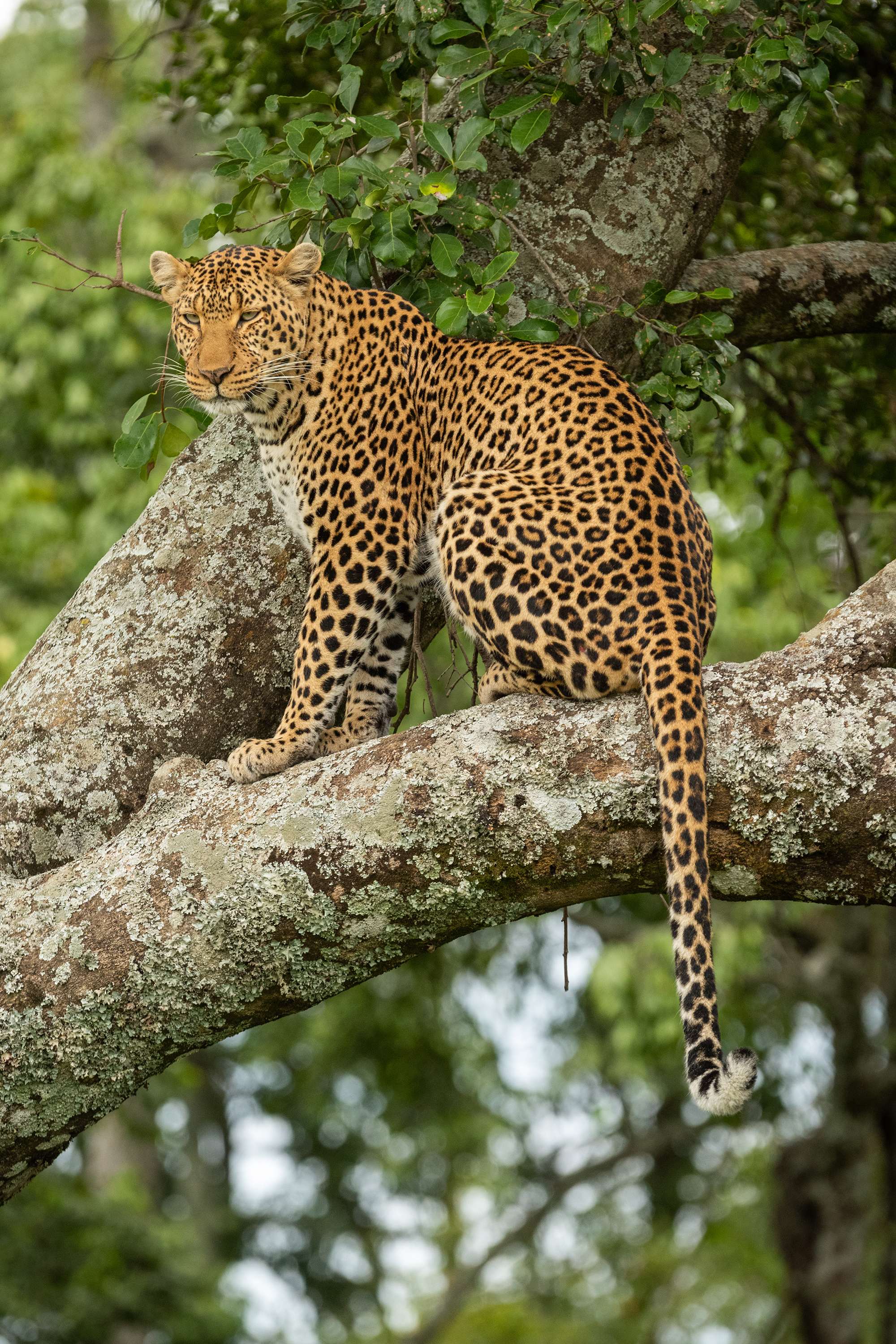 kenya_masai_mara_gepard_02