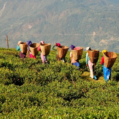 malaysia - cameron highlands_teplantage_05