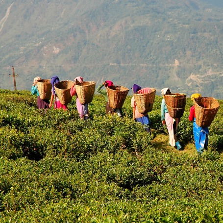 malaysia - cameron highlands_teplantage_05