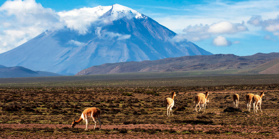 peru - arequipa_vicunas ved el misti_01