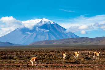 peru - arequipa_vicunas ved el misti_01