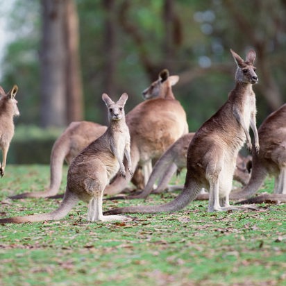 australien - kaenguru_03