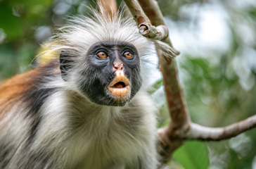 zanzibar_abe roed_05