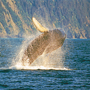 Ved Icy Strait Point holder vi øje med hvaler...